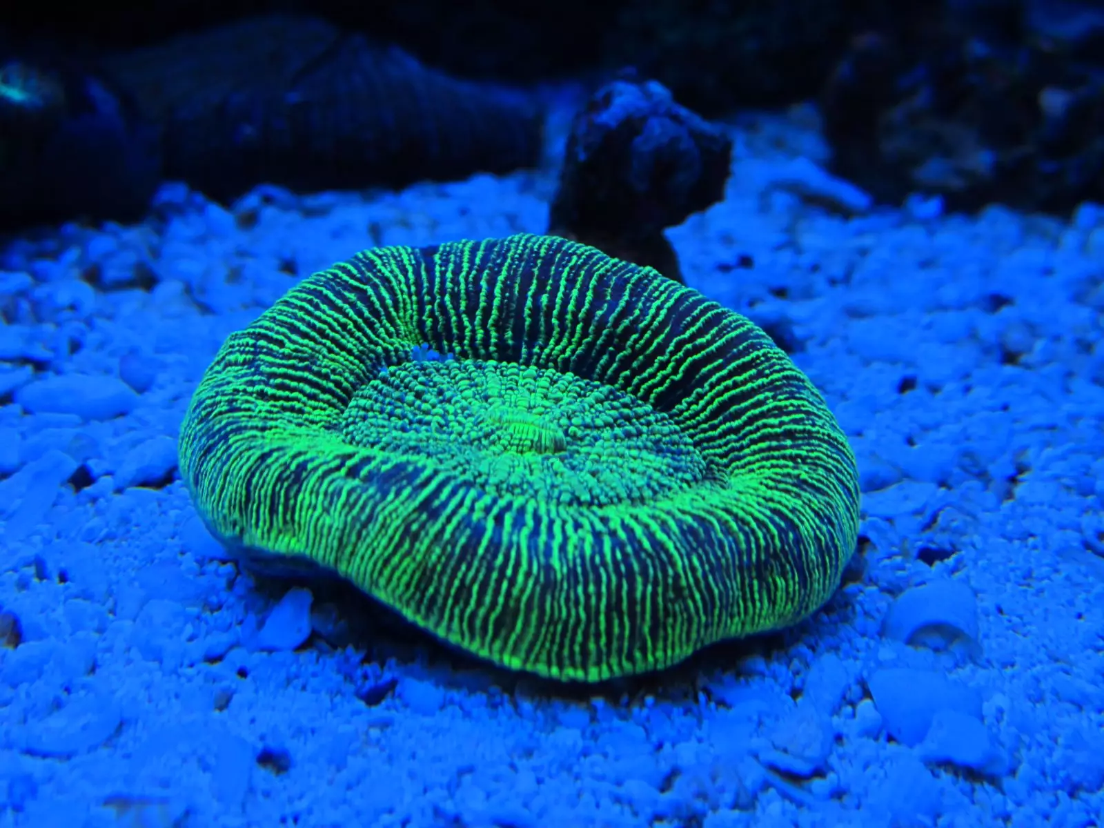 Nejkrásnější korál