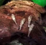 Nejkrásnější plž