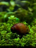 Nejkrásnější plž