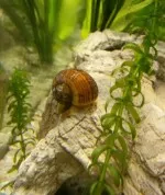 Nejkrásnější plž