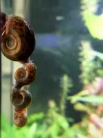 Nejkrásnější plž