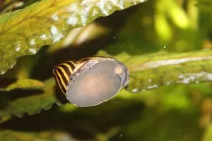 Nejkrásnější plž