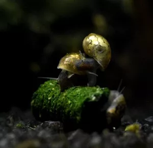 Nejkrásnější plž