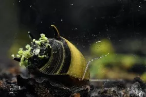 Nejkrásnější plž