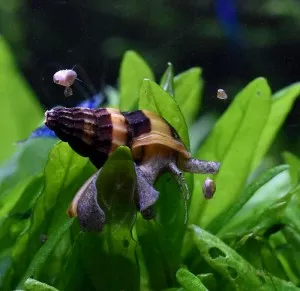 Nejkrásnější plž