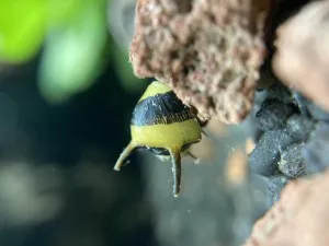 Nejkrásnější plž