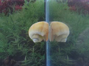 Nejkrásnější plž