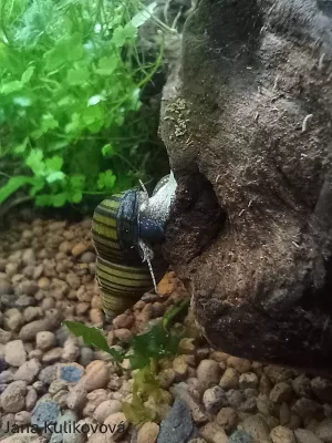 Nejkrásnější plž