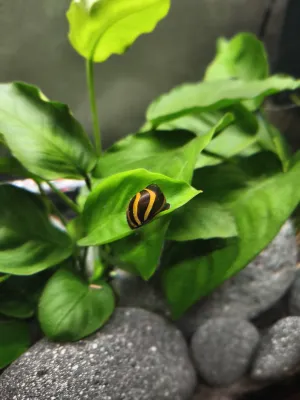 Nejkrásnější plž