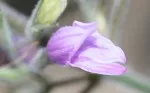 Hygrophila angustifolia - kvete už od léta