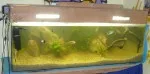 A rybky mají konečně velké akvárium.:o)