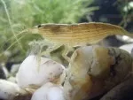 Krevetka molucká