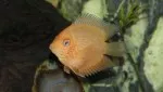 Heros severum red spotted