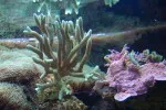 Tyto korály rychle rostou k hladině, proto se musí často lámat