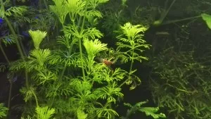 Red rilli se úspěšně množí ve společenském akváriu