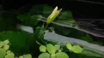 Anubias - kvet