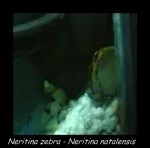 Neritina zebra