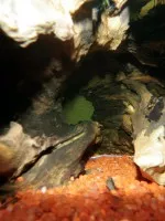 Schované krevetky v kořenu.