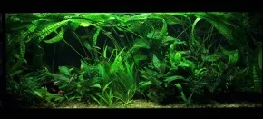 Akvárium 240