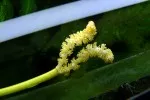 Aponogeton ulvaceus - květ
