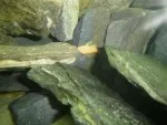 Krunýřovec mnohoostný- vyšlechtěný zlatý