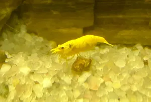Neocaridina davidi Yellow neon