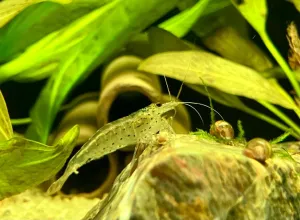 Caridina multdentata