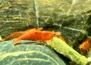 Neocaridina davidi var. Red cherry