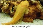 Ancistrus sp. gold