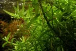 Krevetka na Rotala rotundifolia