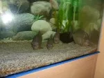 Nejnovější akvárium