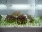 Založenie akvária