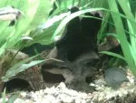 Území samičky kakadu