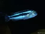 melanochromis maingano