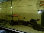 alunocara fire fish + melanochromis auratus