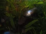 Socolofky umí být skutečně krásné ryby