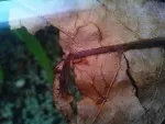 Krevetka na ještě nepotopeném listu