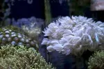 Nový korál do zahrádky