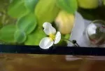 Květ šípatky