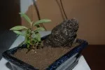 Pokus s Hygrophila corymbosa 'Siamensis' jako bonsai