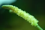 Aponogeton ulvaceus - kvet