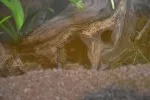 Jikry kakadu v díře v kořenu (i se samičkou)
