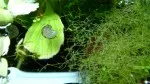 masožravá Utricularia gibba