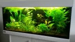 Zajeté akvarium