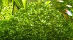 Lomariopsis linaeata - trochu se rozrostla