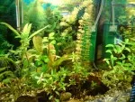 Rozrostle rostliny + rybicky