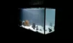 akvarium napuštěno a přidány kameny