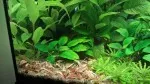 Levý roh akvária