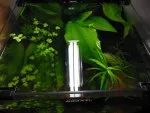 Nebiť krycieho skla rastlinky by vyčnievali až z akvária