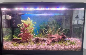 Úprava akvária po mnoha letech, zatím bez ryb